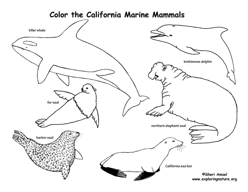 California Habitats, Mammals, Birds, Amphibians, Reptiles